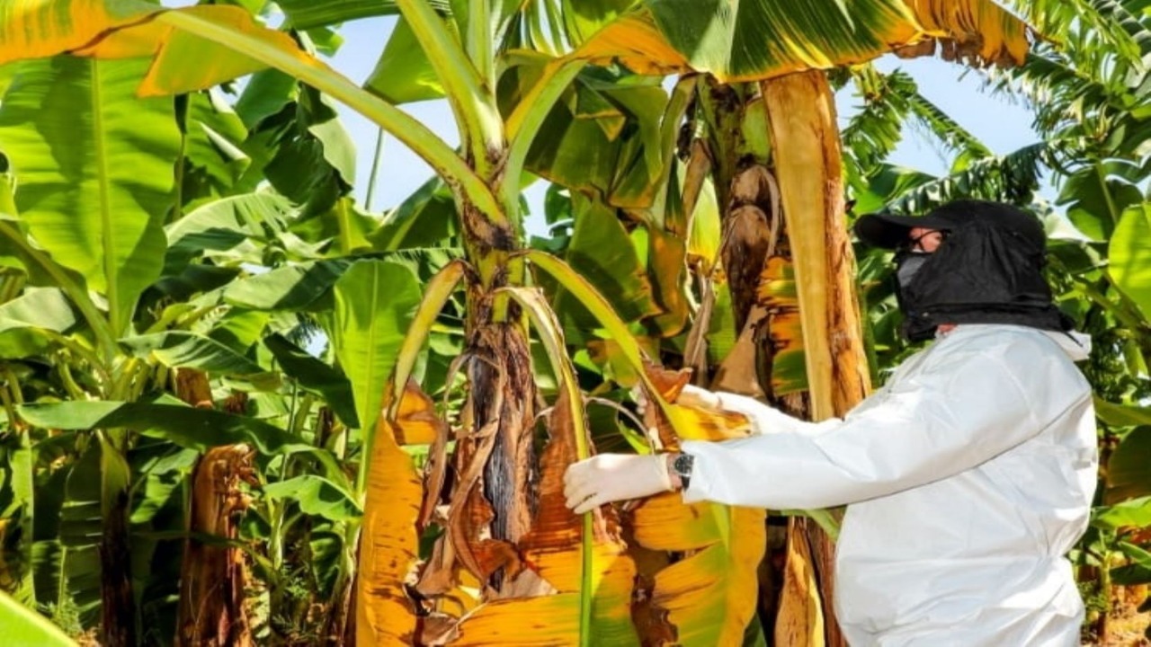 Ecuador refuerza controles para evitar la llegada de hongo Fusarium a sus cultivos de banano