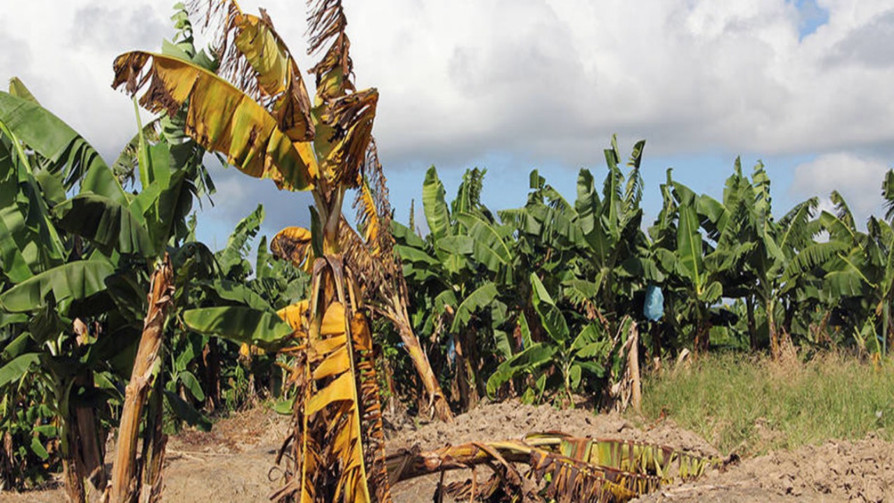 Costa Rica fortalece vigilancia de medidas fitosanitarias para evitar plaga del banano