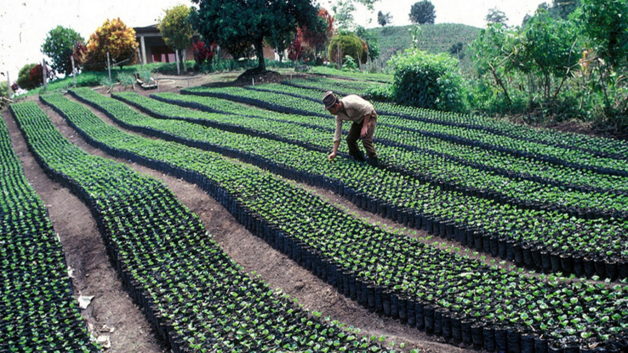 Colombia detecta nuevas variantes de roya del café