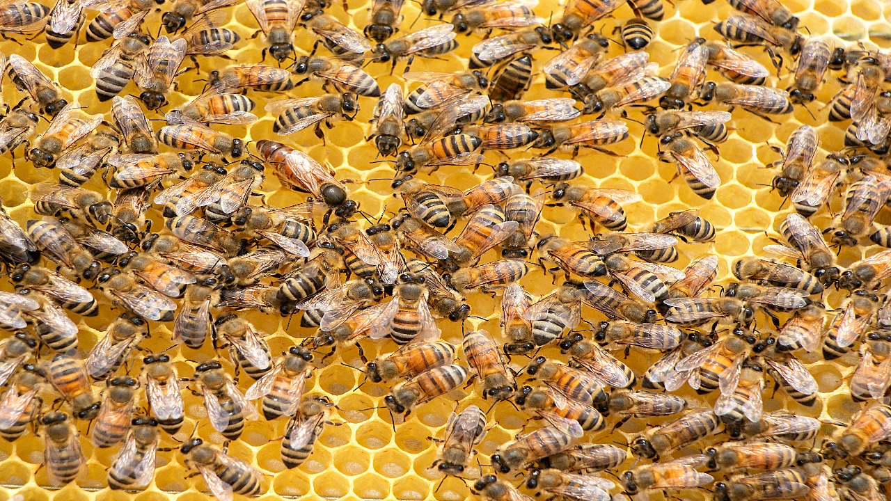 Entrenan abejas en Países Bajos para detectar infecciones de COVID-19