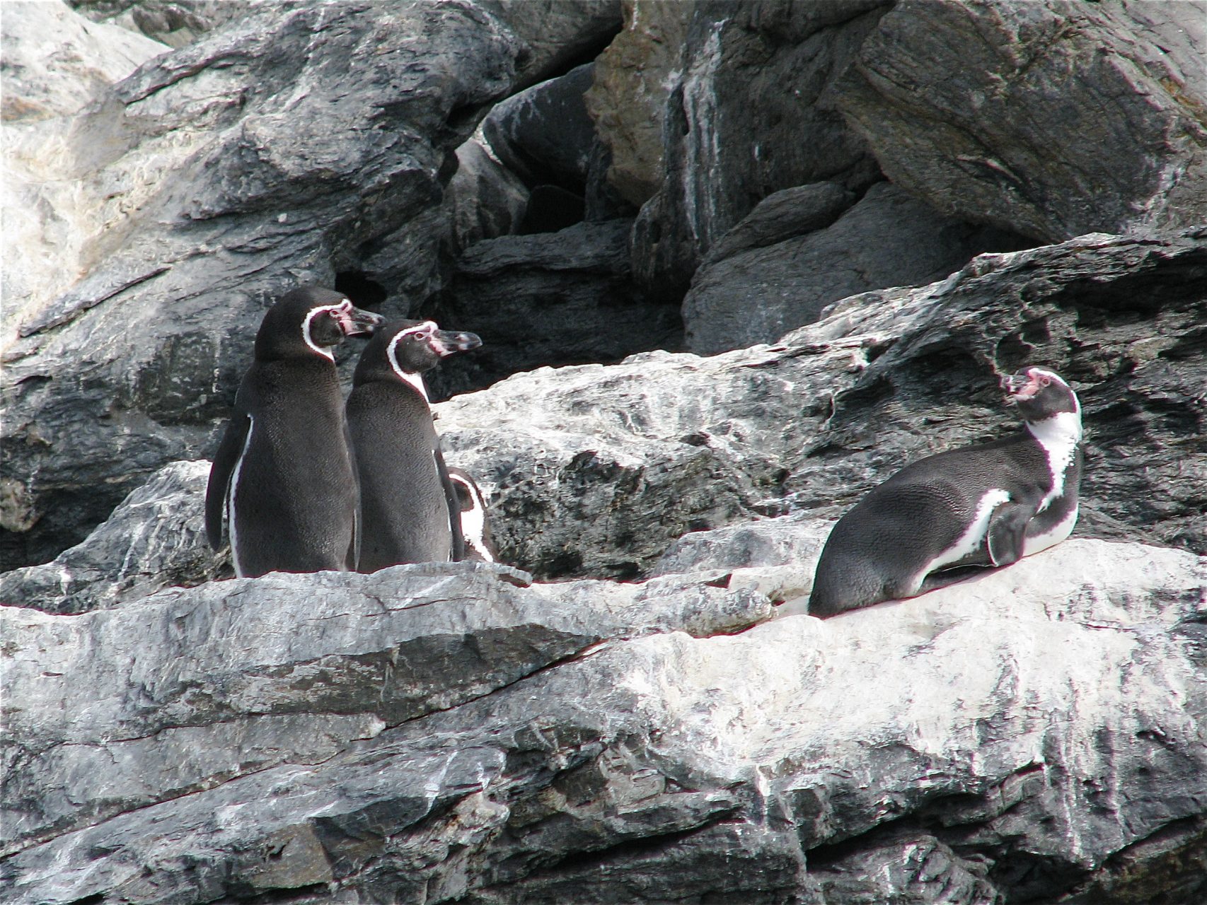 Pinguinos de Humboldt La Higuera