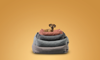 Crece la industria petcare: Rosen lanza línea de camas para mascotas