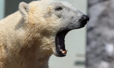 España se suma a los países que declaran a los animales seres sintientes