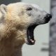 España se suma a los países que declaran a los animales seres sintientes