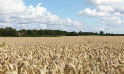 Rusia prohíbe las exportaciones de cereales y azúcar hasta mediados de año