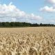 Rusia prohíbe las exportaciones de cereales y azúcar hasta mediados de año