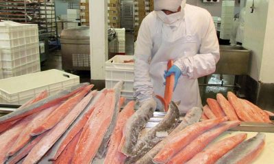 Comercio bilateral entre Chile y Rusia movió US $819 millones en 2021: salmones son los más codiciados