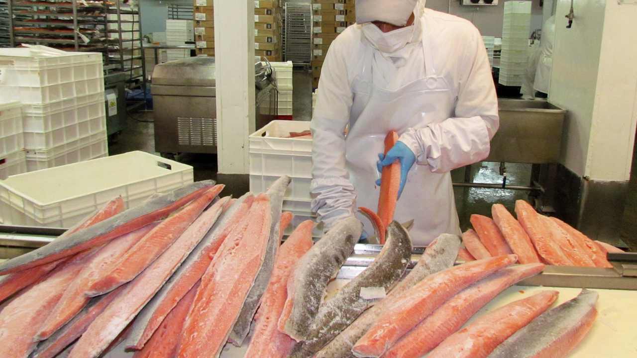 Comercio bilateral entre Chile y Rusia movió US $819 millones en 2021: salmones son los más codiciados