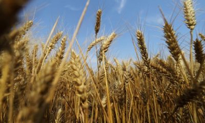 Precios del trigo se disparan y prohibición de exportaciones de India se suma a escasez de oferta