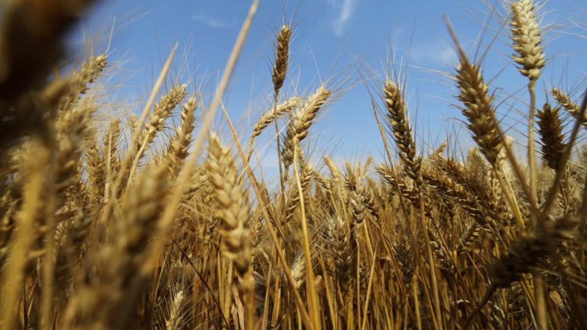 Precios del trigo se disparan y prohibición de exportaciones de India se suma a escasez de oferta