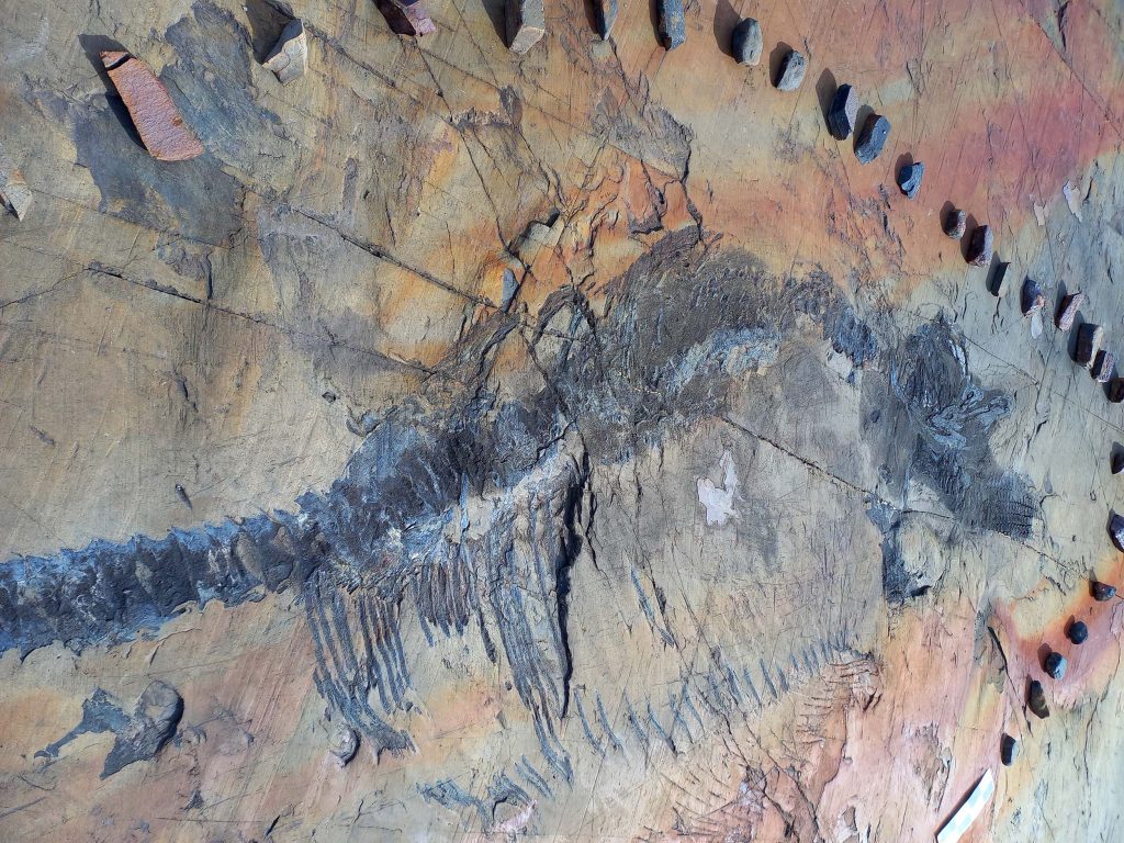 Encuentran en un glaciar de Chile a "Fiona", el primer ictiosaurio completo