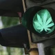 Cannabis industrial: la fiebre verde que está invadiendo al globo