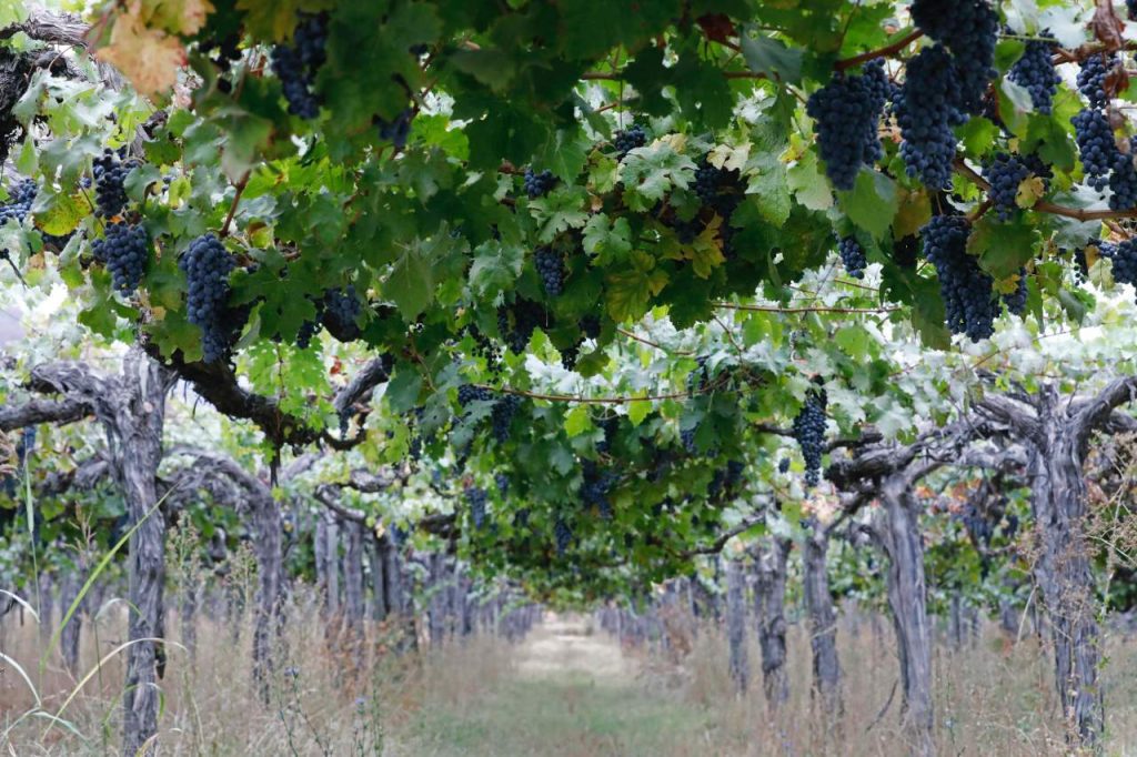 vinos biodinámicos